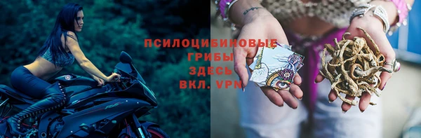 шишки Арсеньев